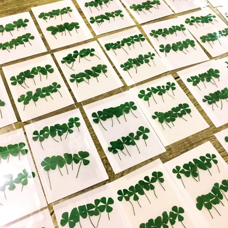 12Pcs Lucky Dried Leaf Clover  - Resin Art Baby review and price