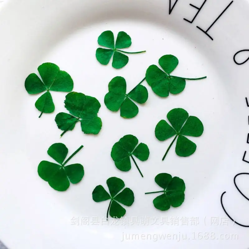 12Pcs Lucky Dried Leaf Clover  - Resin Art Baby review and price