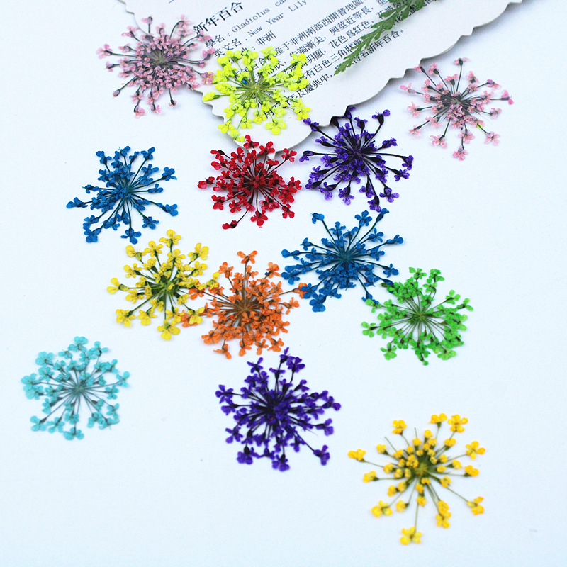 500pcs Lace Flowers Dried Flow - Resin Art Baby review and price